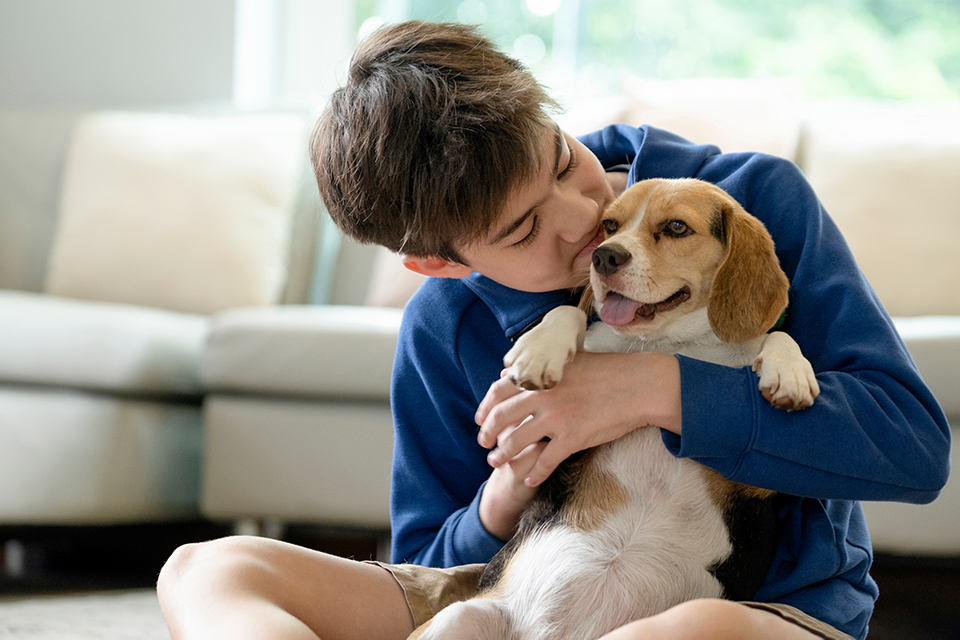 Pets and the family law system – changes from June 2025