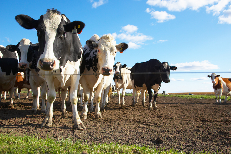 Farms and family law property settlement